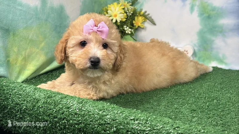 Lady – Poodle - Toy  puppy for sale in Waynesville, MO