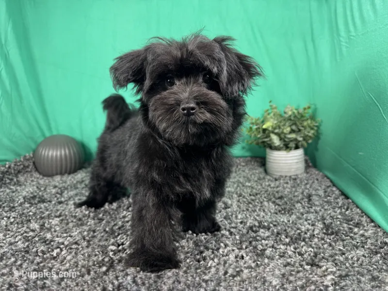 Paxton – Morkie puppy for sale in Waynesville, MO