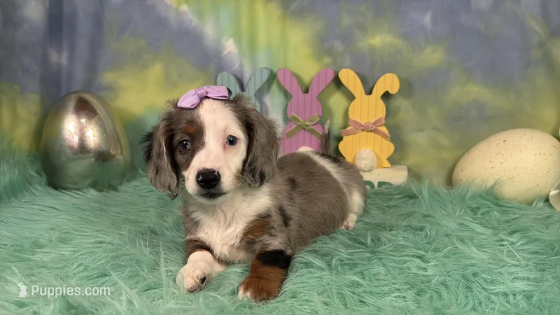 Gwendolyn – Miniature Dachshund puppy for sale in Waynesville, MO
