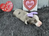 Gwendolyn, a female Miniature Dachshund for sale in Waynesville, MO – Photo 1 of 3