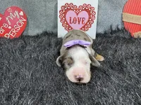 Gwendolyn, a female Miniature Dachshund for sale in Waynesville, MO – Photo 3 of 3