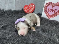 Gwendolyn, a female Miniature Dachshund for sale in Waynesville, MO – Photo 2 of 3