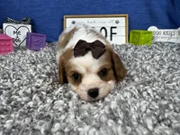 Dixie, a female Cavalier King Charles Spaniel for sale in Waynesville, MO – Photo 1 of 3