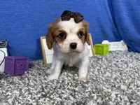Dixie, a female Cavalier King Charles Spaniel for sale in Waynesville, MO – Photo 3 of 3