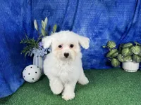Ice, a male Maltipoo for sale in Waynesville, MO – 3 of 10