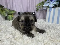 Iggy, a male Havanese for sale in Waynesville, MO – 8 of 10