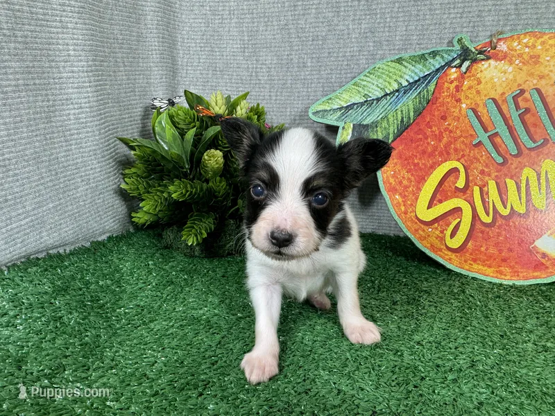 Luas – Papillon puppy for sale in Waynesville, MO