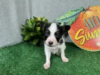 Luas, a male Papillon for sale in Waynesville, MO – 1 of 4