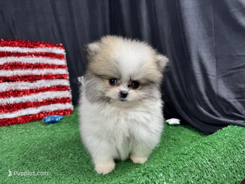 Buddy – Pomeranian puppy on hold in Waynesville, MO