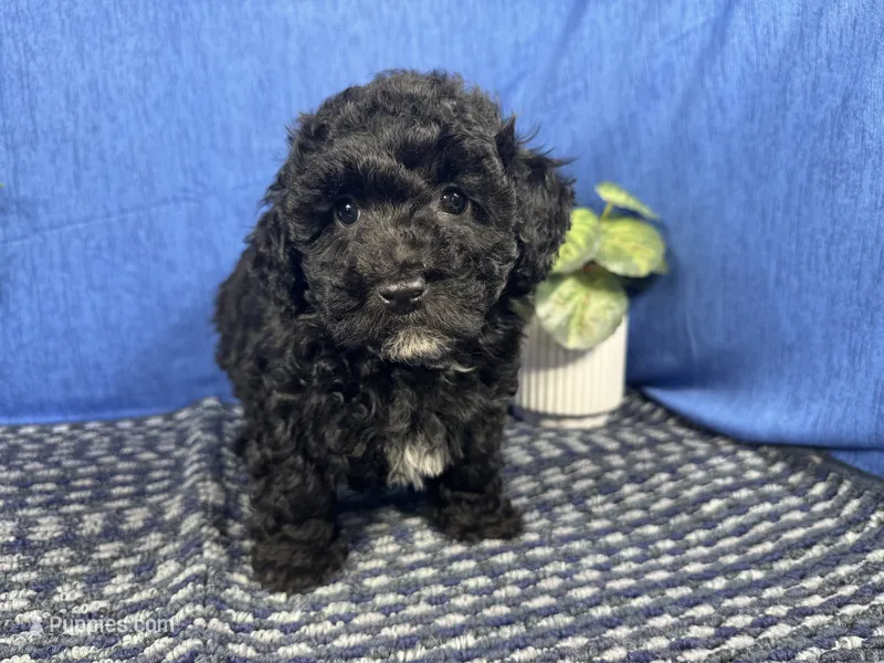 Nick – Poodle - Toy  puppy for sale in Waynesville, MO