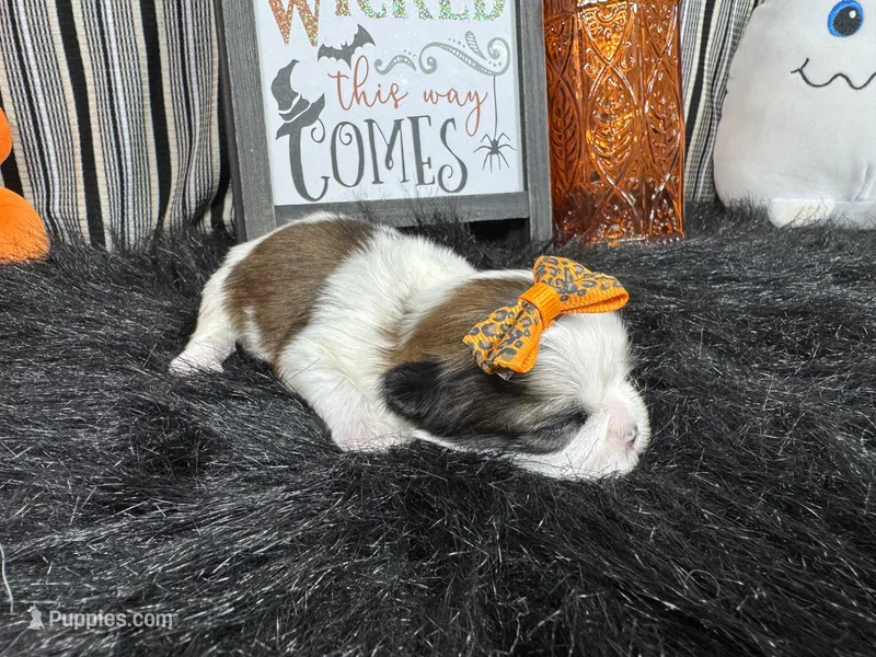 Gem – Shih Tzu puppy for sale in Waynesville, MO