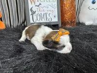 Gem, a female Shih Tzu for sale in Waynesville, MO – 1 of 3