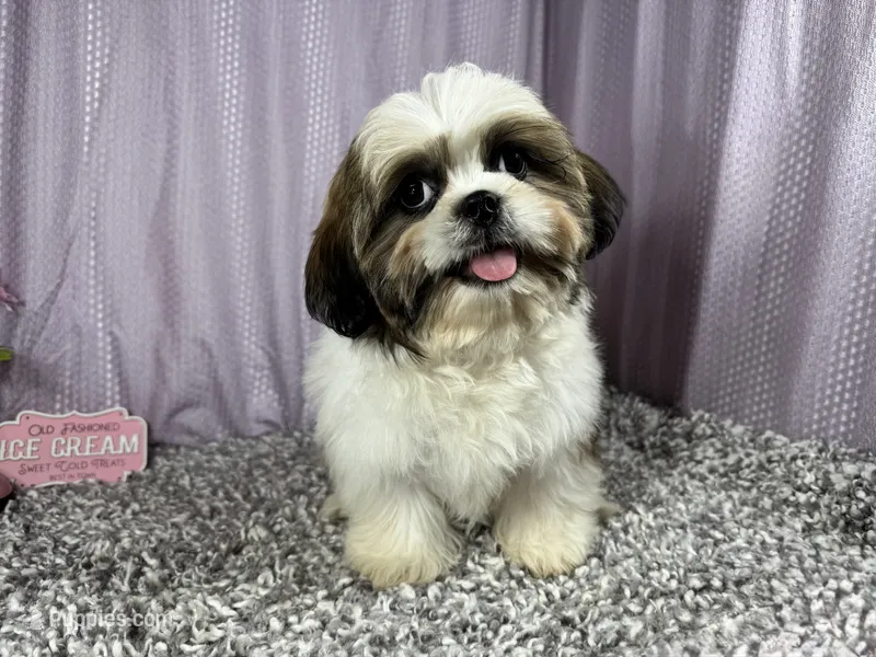 Grizzley – Shih Tzu puppy for sale in Waynesville, MO