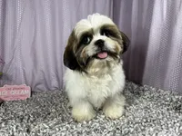 Grizzley, a male Shih Tzu for sale in Waynesville, MO – 4 of 10