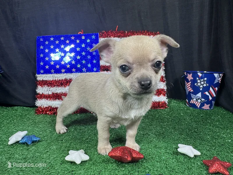 Banks – Chihuahua puppy for sale in Waynesville, MO