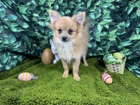 River, a male Pomeranian for sale in Waynesville, MO – Photo 5 of 9