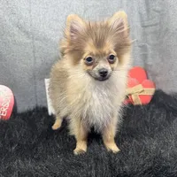 River, a male Pomeranian for sale in Waynesville, MO – Photo 8 of 9