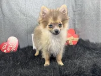 River, a male Pomeranian for sale in Waynesville, MO – Photo 2 of 3