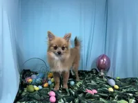 River, a male Pomeranian for sale in Waynesville, MO – Photo 2 of 9