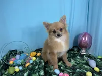 River, a male Pomeranian for sale in Waynesville, MO – Photo 3 of 9