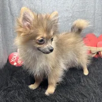 River, a male Pomeranian for sale in Waynesville, MO – Photo 9 of 9