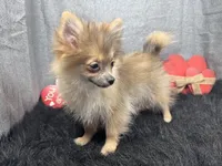 River, a male Pomeranian for sale in Waynesville, MO – Photo 3 of 3