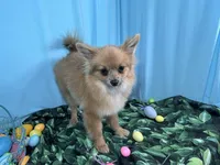 River, a male Pomeranian for sale in Waynesville, MO – Photo 1 of 9