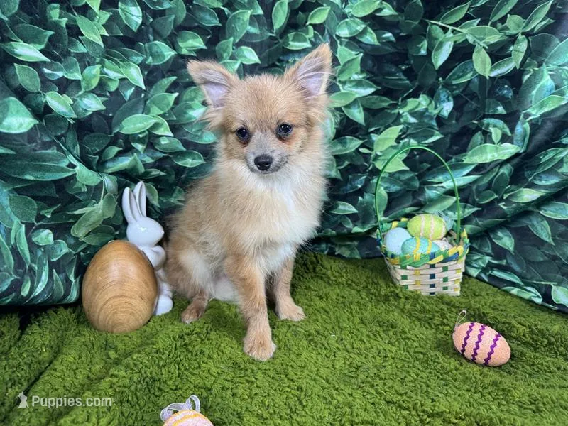 River – Pomeranian puppy for sale in Waynesville, MO