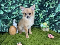 River, a male Pomeranian for sale in Waynesville, MO – Photo 4 of 9