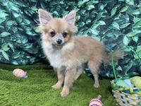 River, a male Pomeranian for sale in Waynesville, MO – Photo 6 of 9