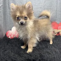 River, a male Pomeranian for sale in Waynesville, MO – Photo 7 of 9