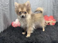 River, a male Pomeranian for sale in Waynesville, MO – Photo 1 of 3