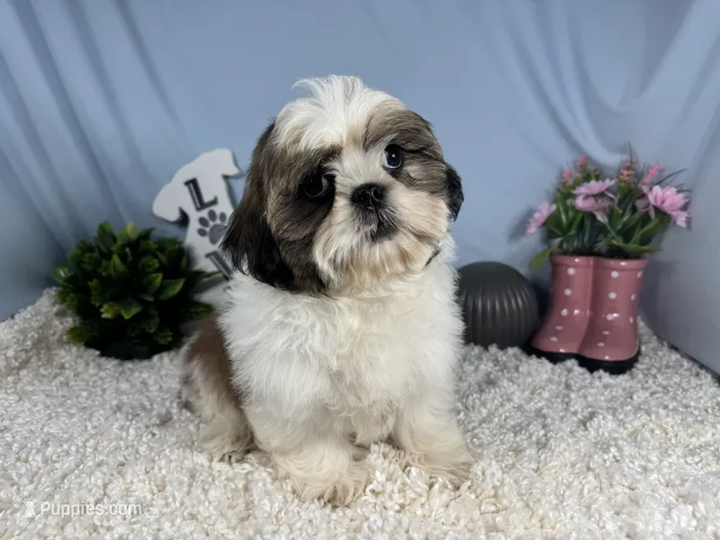 Grizzley – Shih Tzu puppy for sale in Waynesville, MO