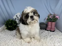 Grizzley, a male Shih Tzu for sale in Waynesville, MO – 1 of 4