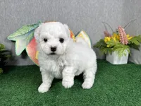 Ice, a male Maltipoo for sale in Waynesville, MO – 1 of 4