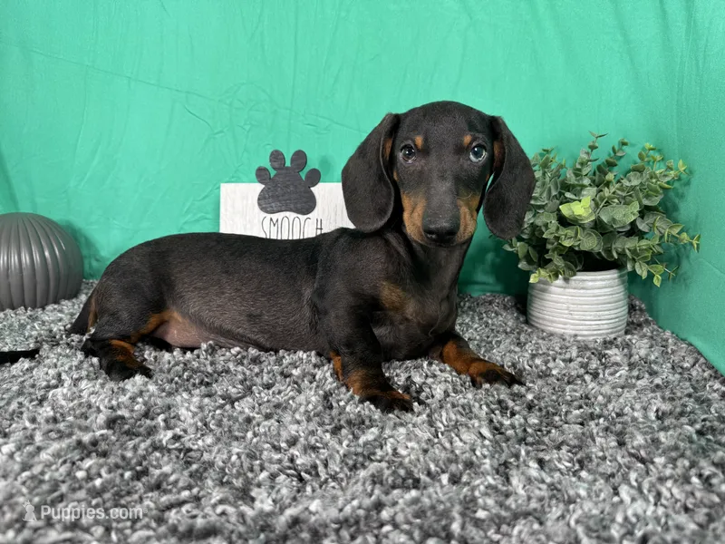 Percy – Miniature Dachshund puppy for sale in Waynesville, MO