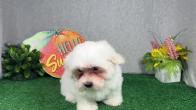 Izen, a male Havamalt for sale in Waynesville, MO – 4 of 8