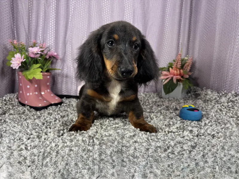 Patrick – Miniature Dachshund puppy for sale in Waynesville, MO