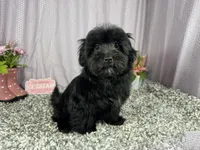 Paxton, a male Morkie for sale in Waynesville, MO – 2 of 10