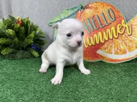 Fox, a male Chihuahua for sale in Waynesville, MO – 3 of 4