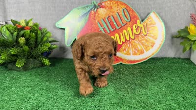 Dean, a male Poodle - Toy  for sale in Waynesville, MO – 4 of 4