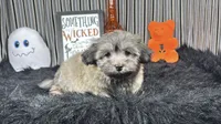 Isreal, a male Havanese for sale in Waynesville, MO – 2 of 10