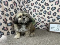 Tucker, a male Shih Tzu for sale in Waynesville, MO – 3 of 3