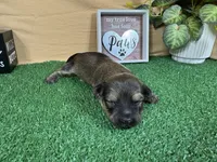 Iggy, a male Havanese for sale in Waynesville, MO – 3 of 3