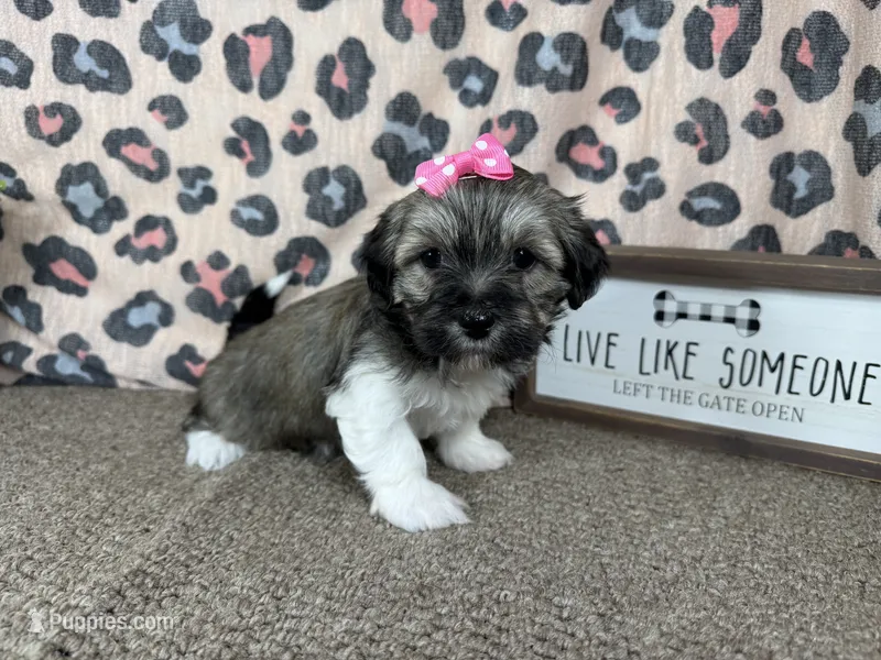 Ivy – Havanese puppy for sale in Waynesville, MO