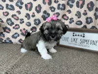 Ivy, a female Havanese for sale in Waynesville, MO – 4 of 10