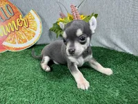 Bryce, a male Chihuahua for sale in Waynesville, MO – 3 of 4