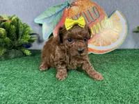Daisy, a female Poodle - Toy  for sale in Waynesville, MO – 2 of 4