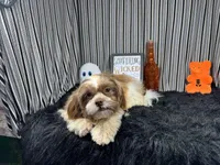 Gilroy, a male Shih Tzu for sale in Waynesville, MO – 5 of 10