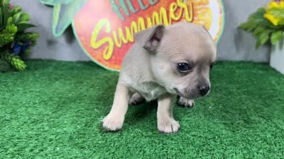 Banks, a male Chihuahua for sale in Waynesville, MO – 4 of 4